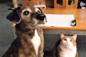 犬と猫を飼ってる家