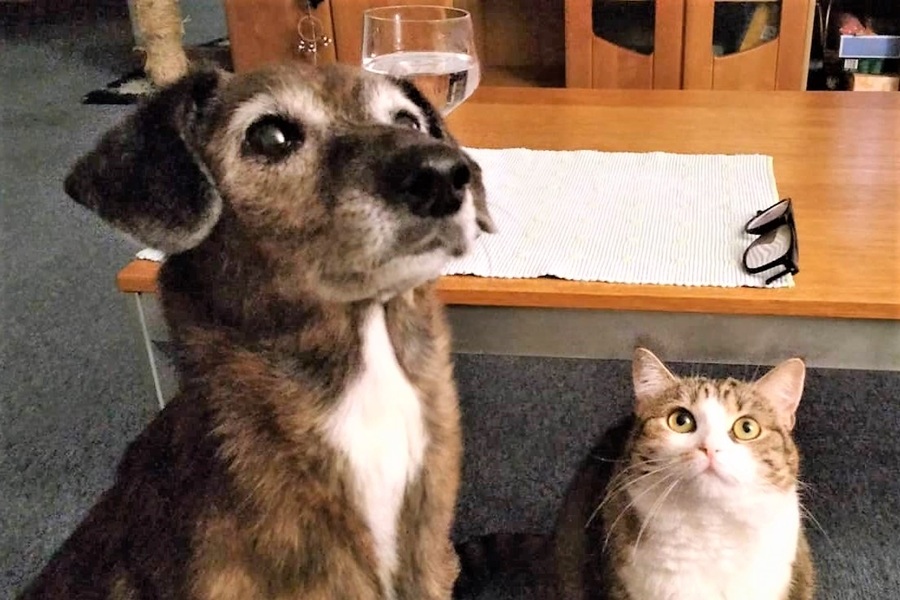 犬と猫を飼ってる家